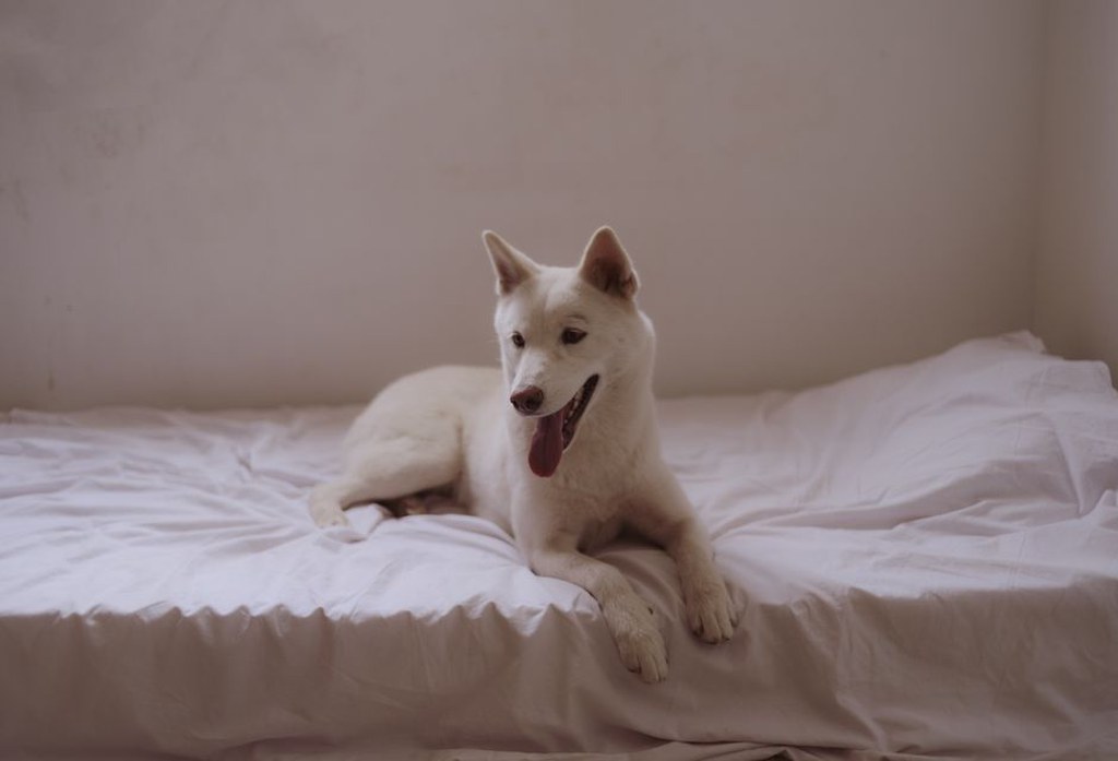 Adult dog resting in a quiet corner at home