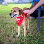 Dog and prospective adopter spending time together outdoors