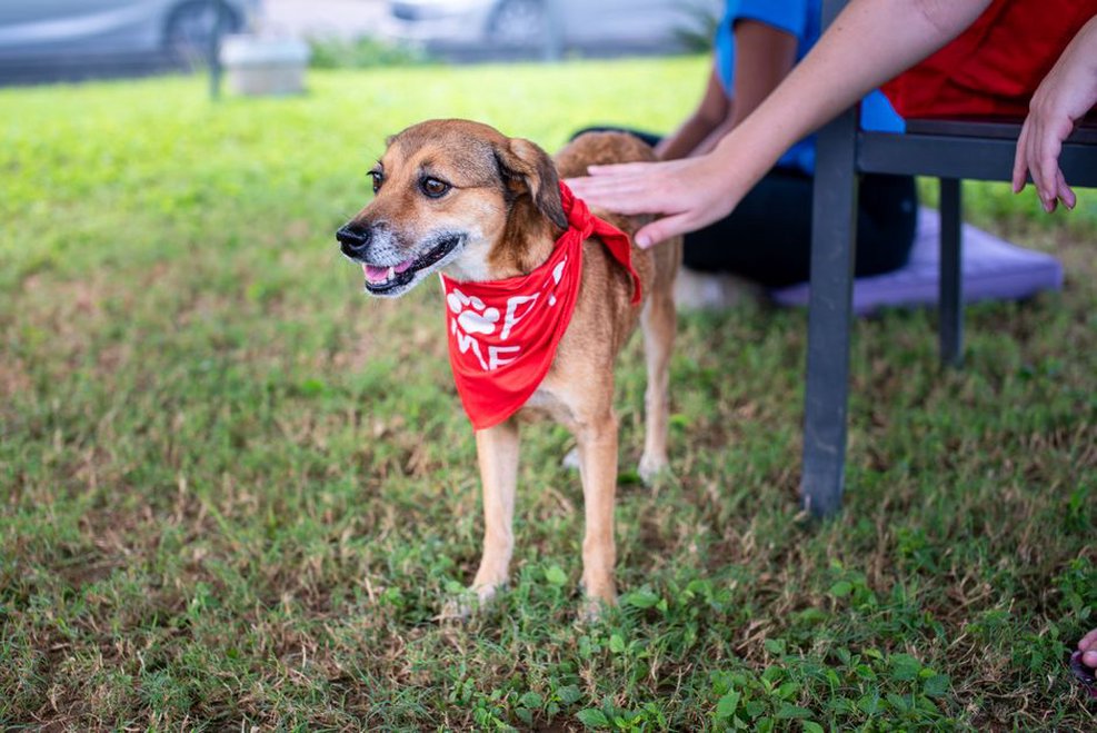 Dog and prospective adopter spending time together outdoors