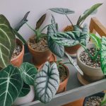 Sunlit leaves beside plants in softer window light
