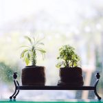 Houseplants set back from a cold windowpane
