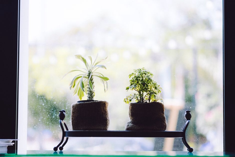 Houseplants set back from a cold windowpane