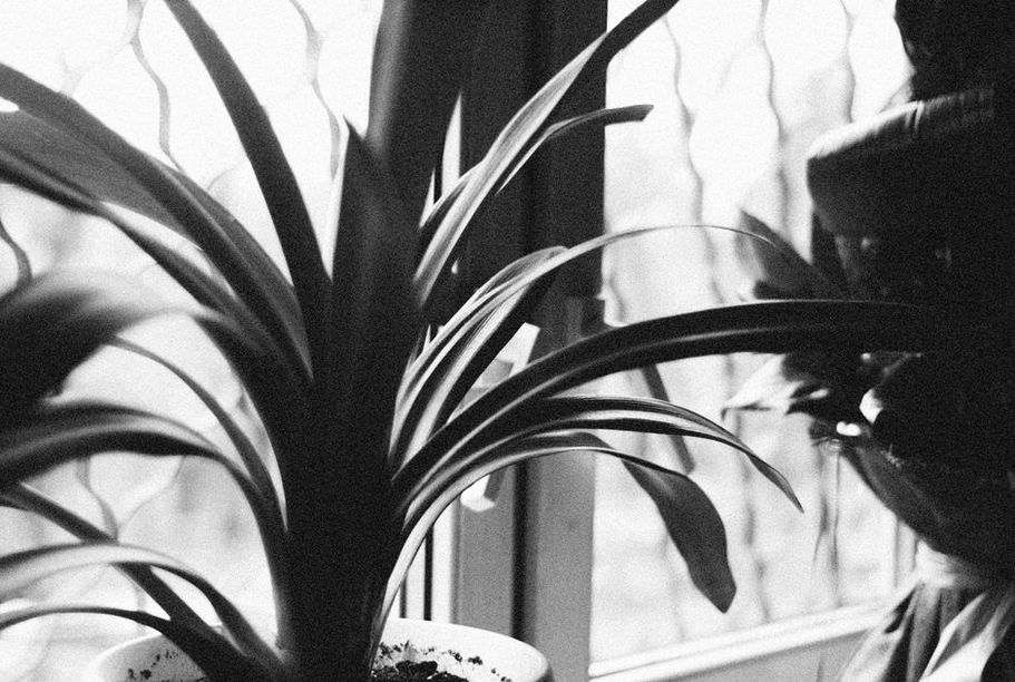 Stems stretching toward the nearest window