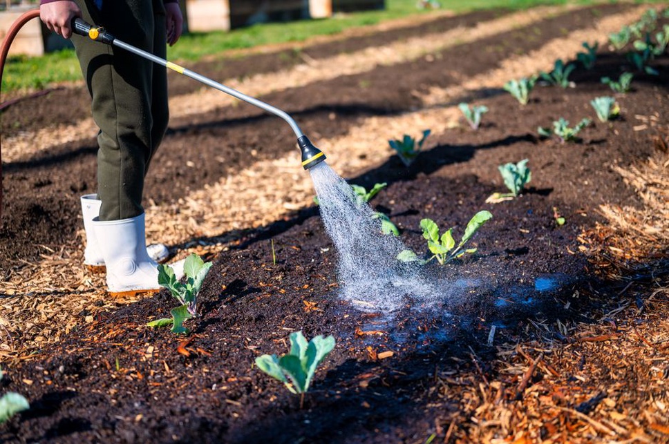 Mulch covers soil between young plants