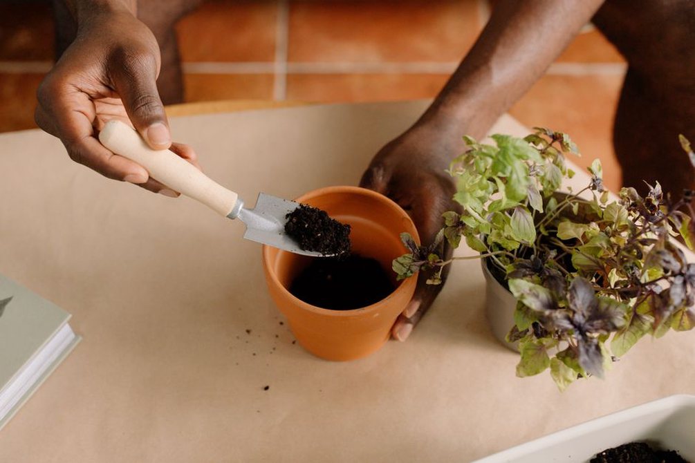 Finger testing the mix beneath a herb plant