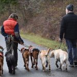 Dog walking beside a handler on a loose leash