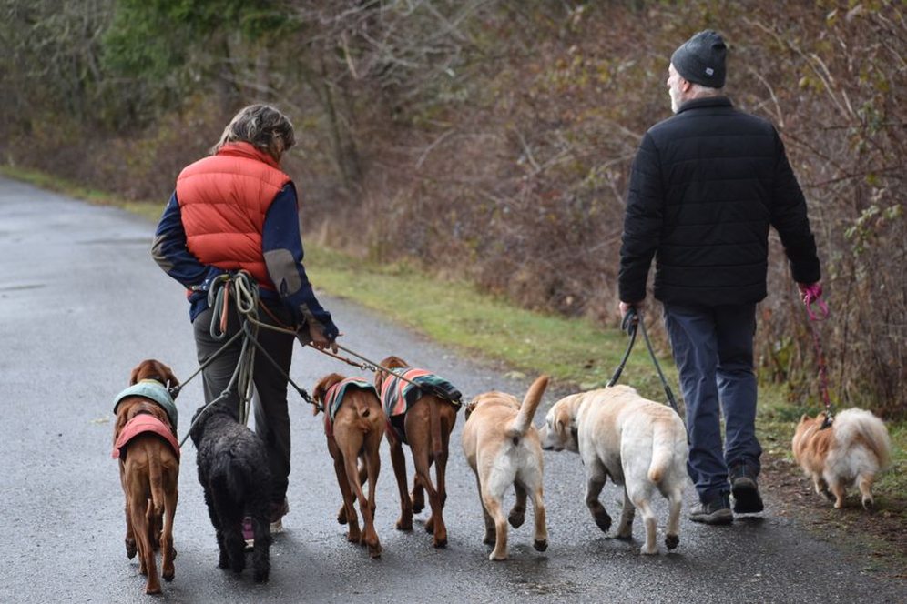 Dog walking beside a handler on a loose leash